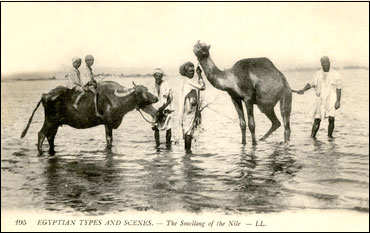 Египет. Купание верблюдов